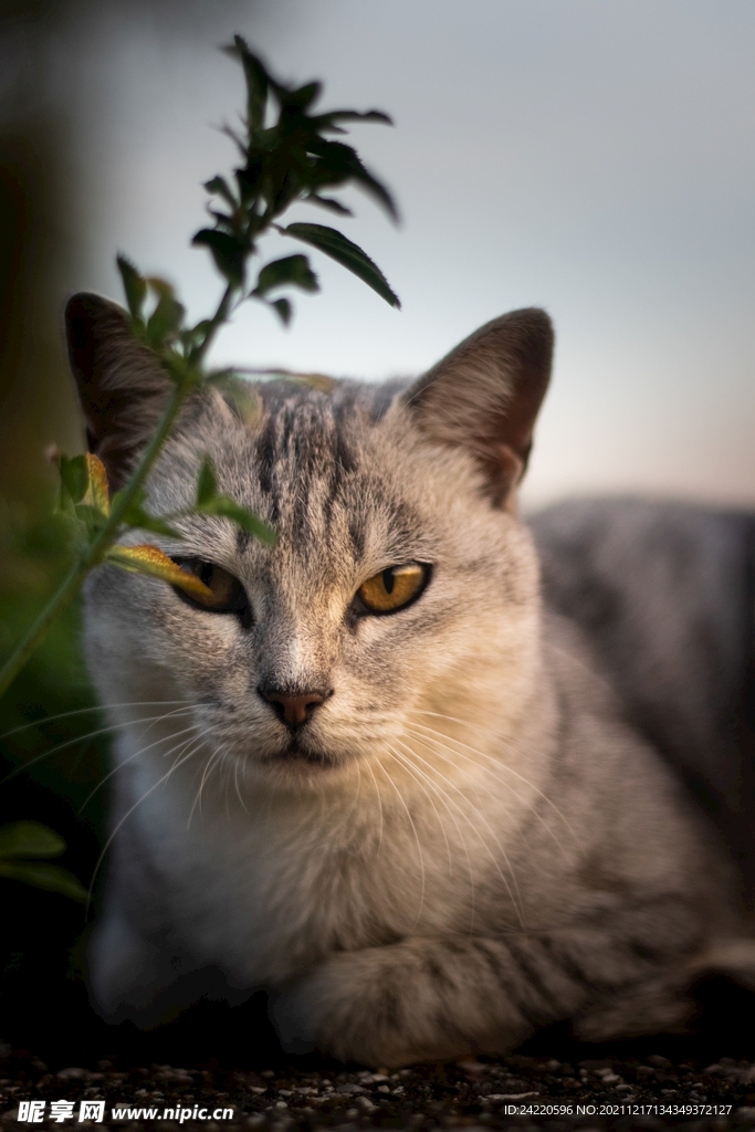 猫