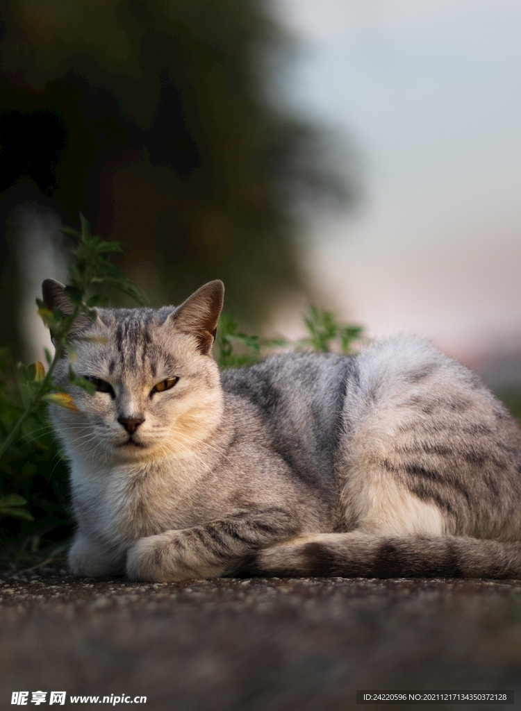 猫