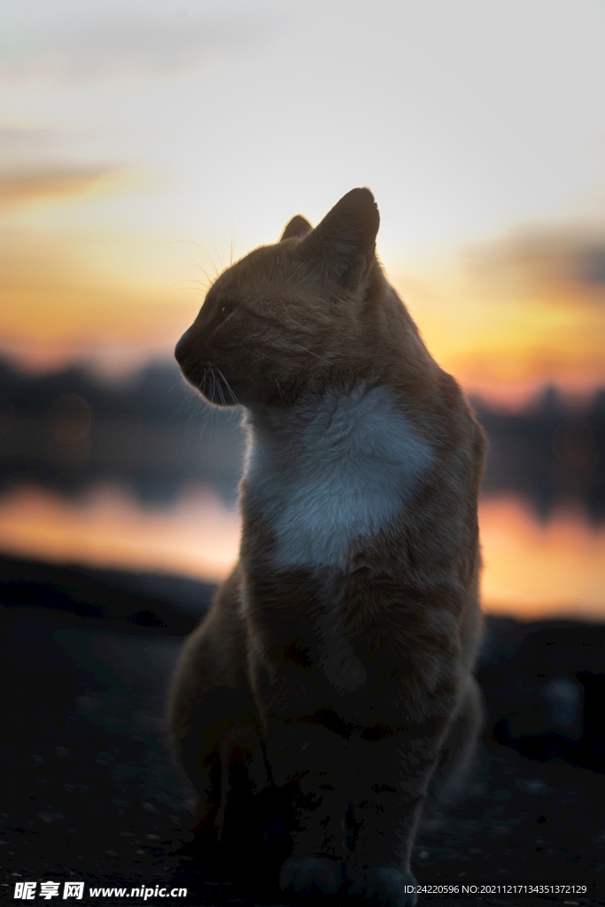 猫