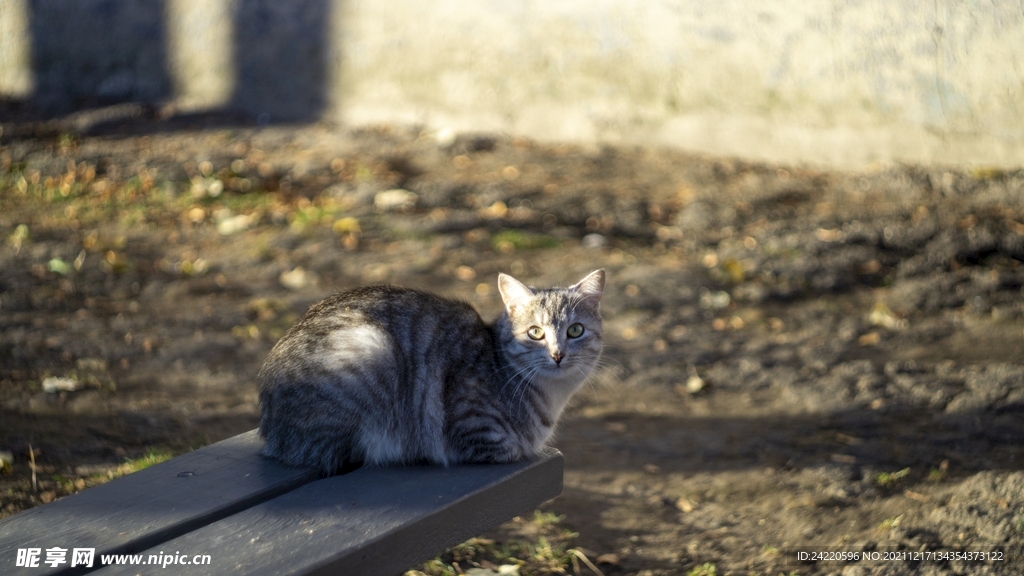 猫