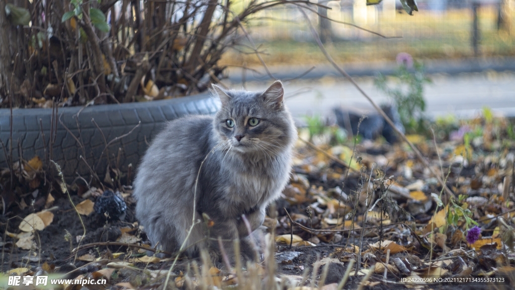猫