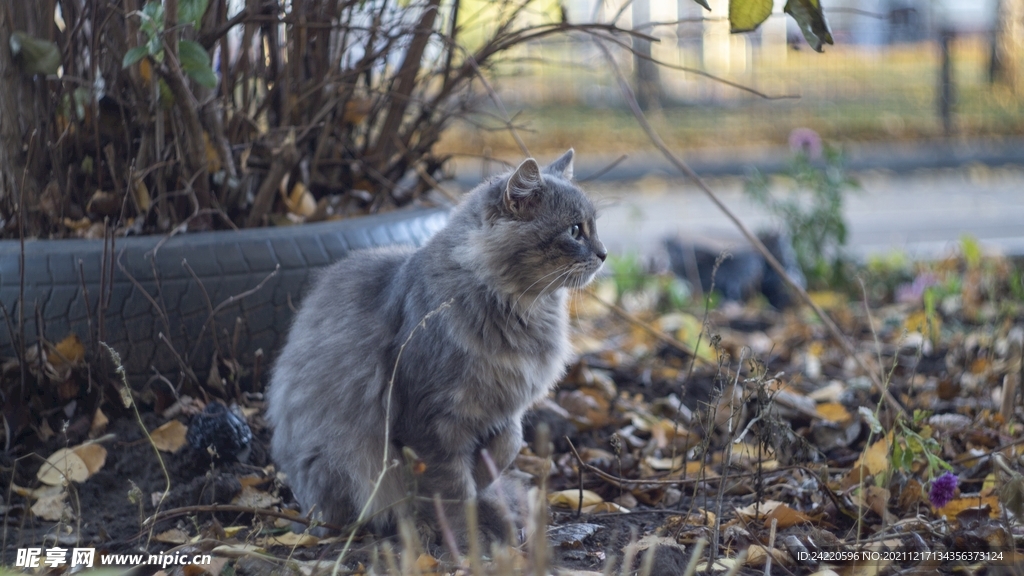 猫