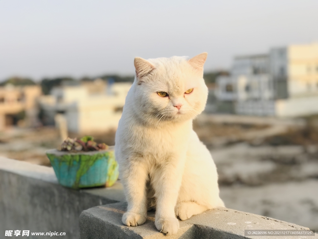 猫