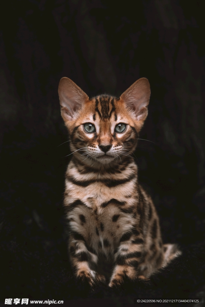 猫