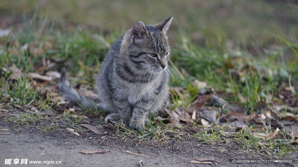 猫