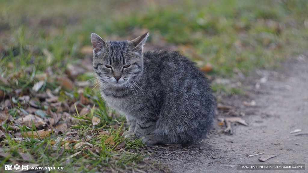 猫