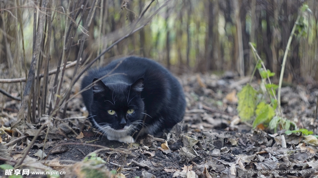猫