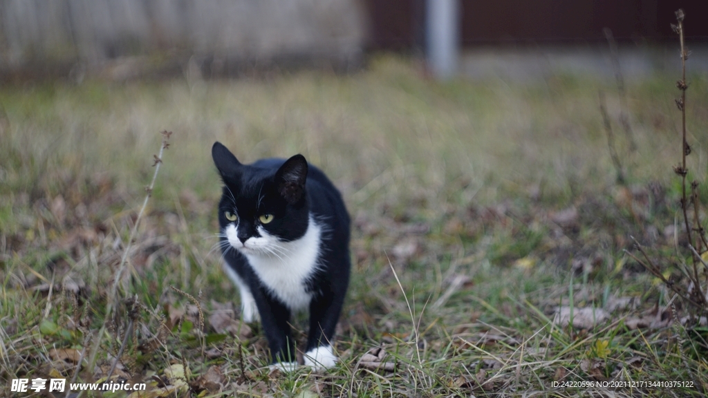 猫