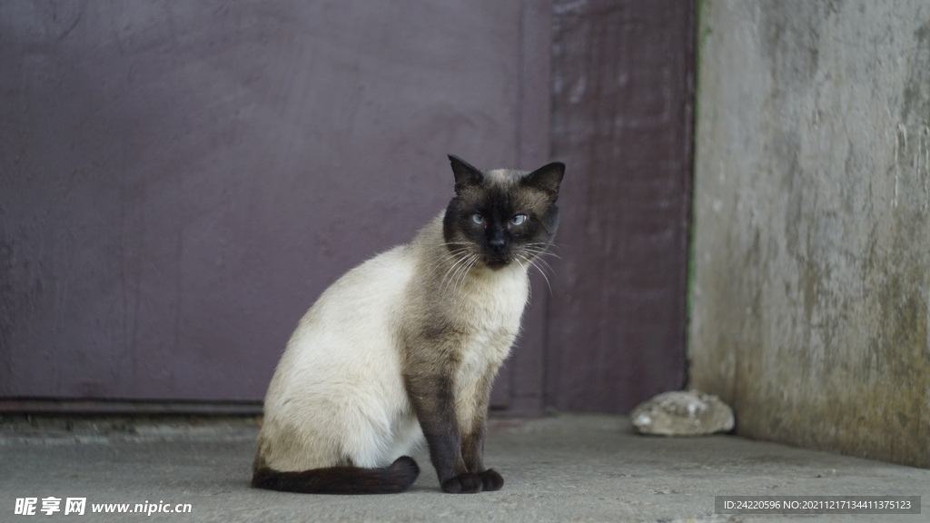 猫