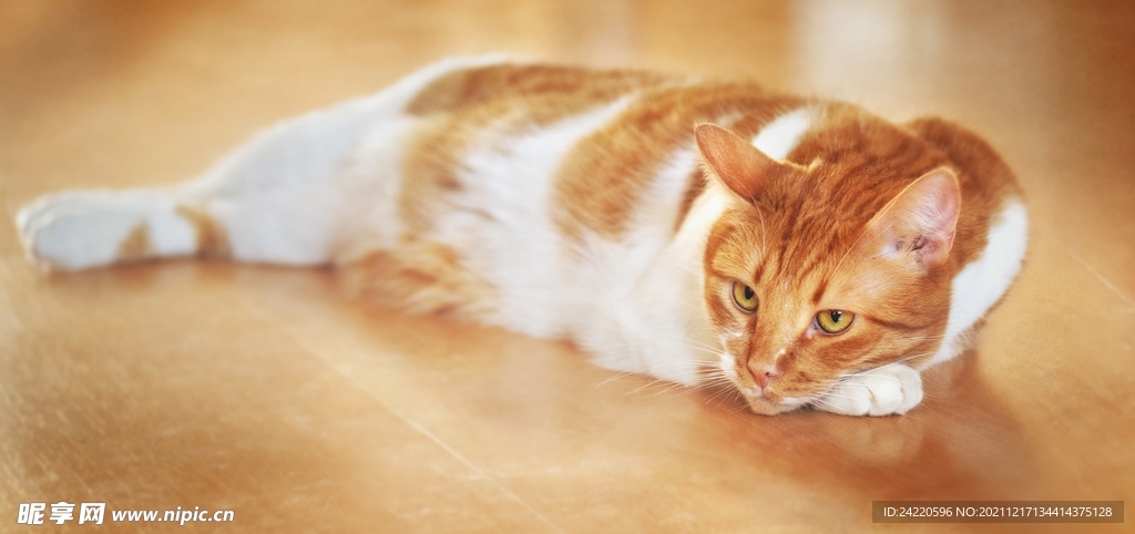 猫