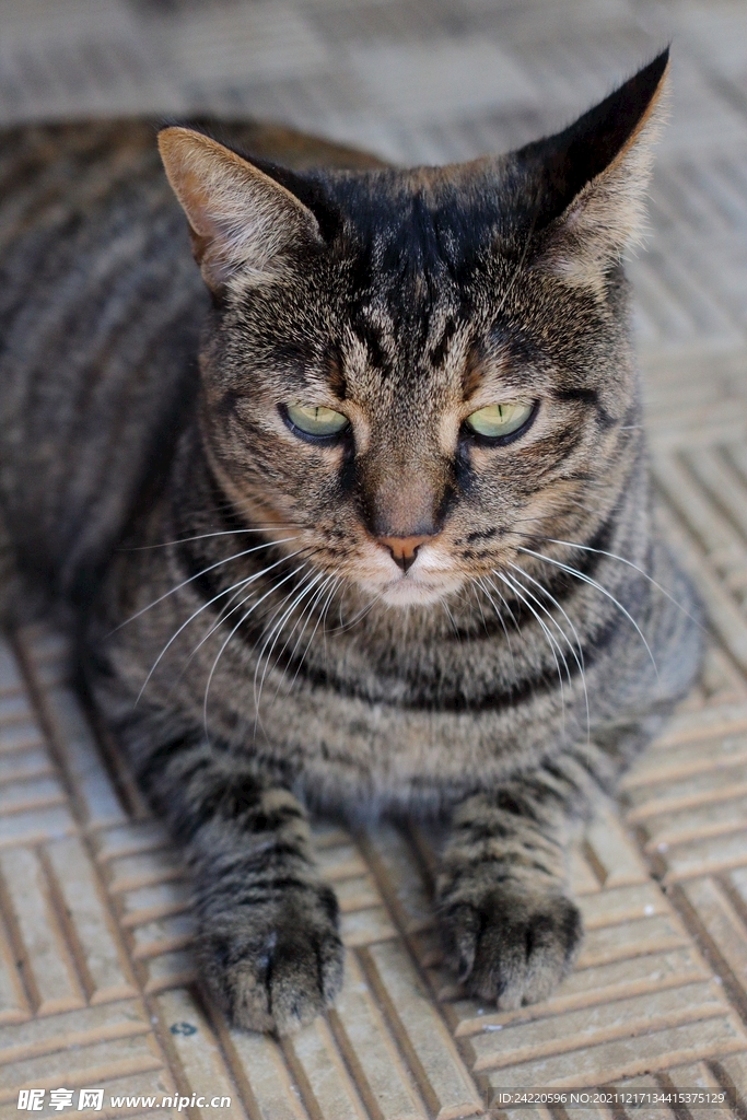 猫