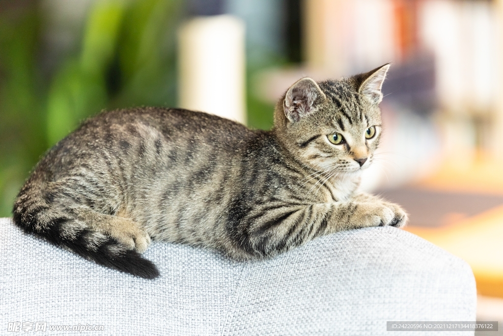 猫