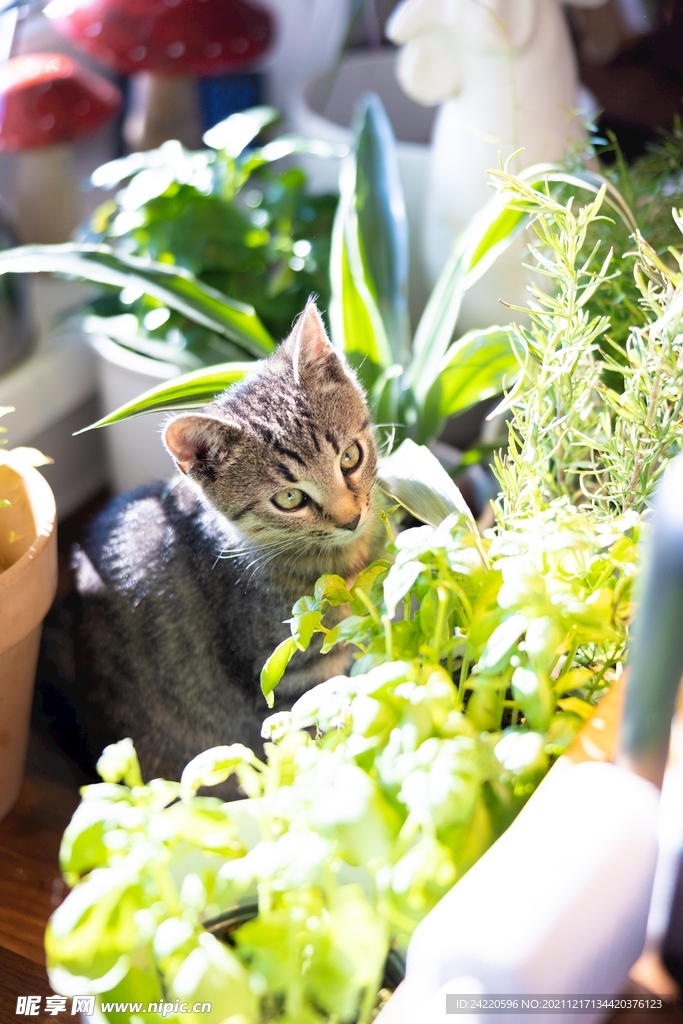 猫