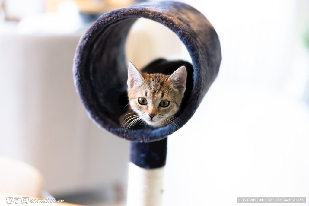 猫