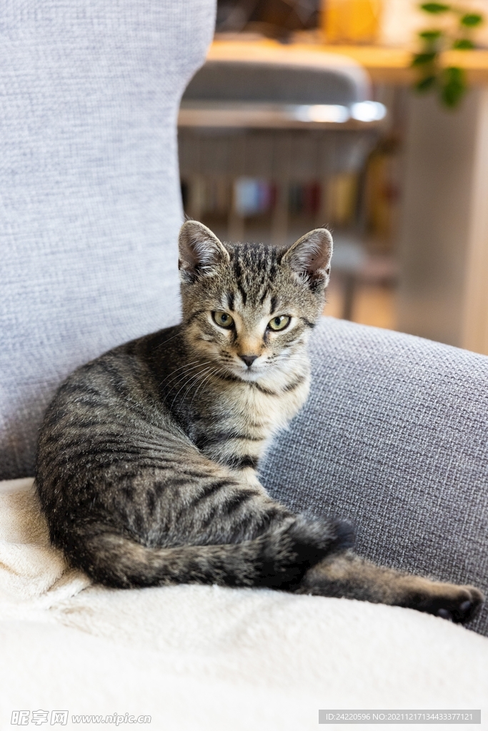 猫