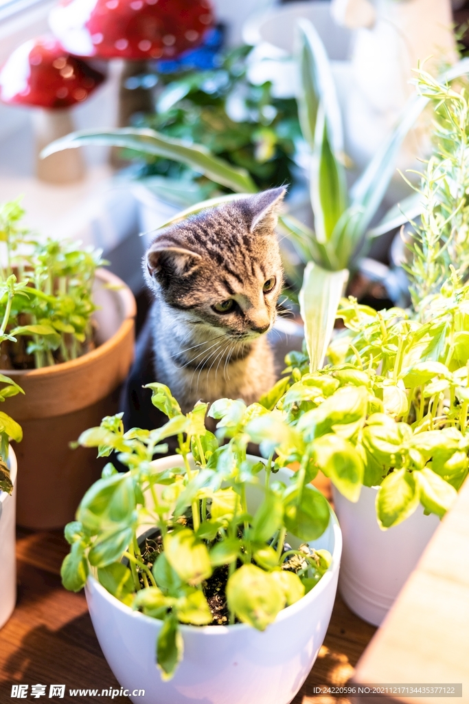 猫