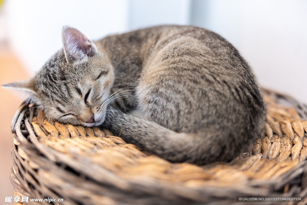猫