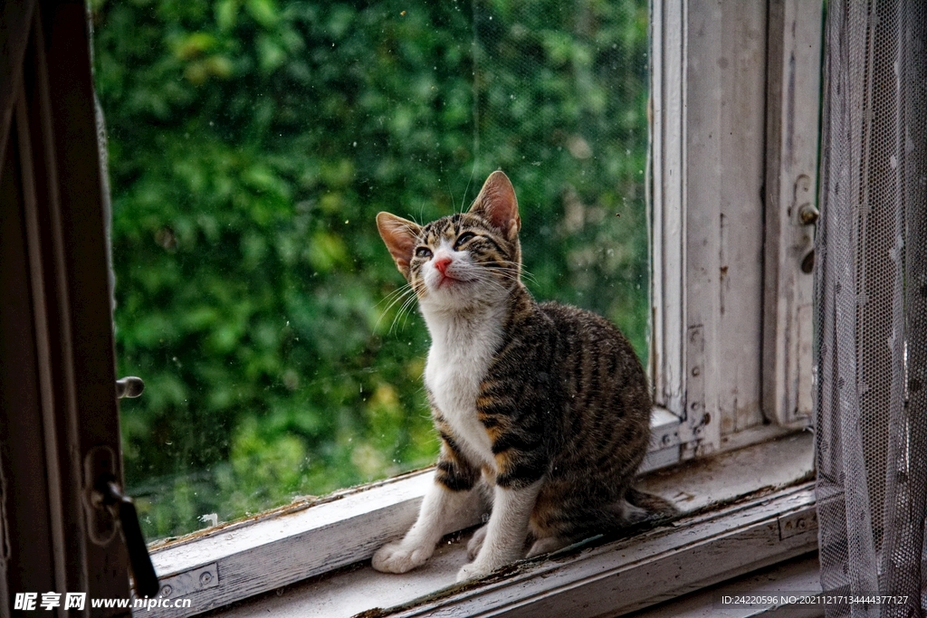 猫