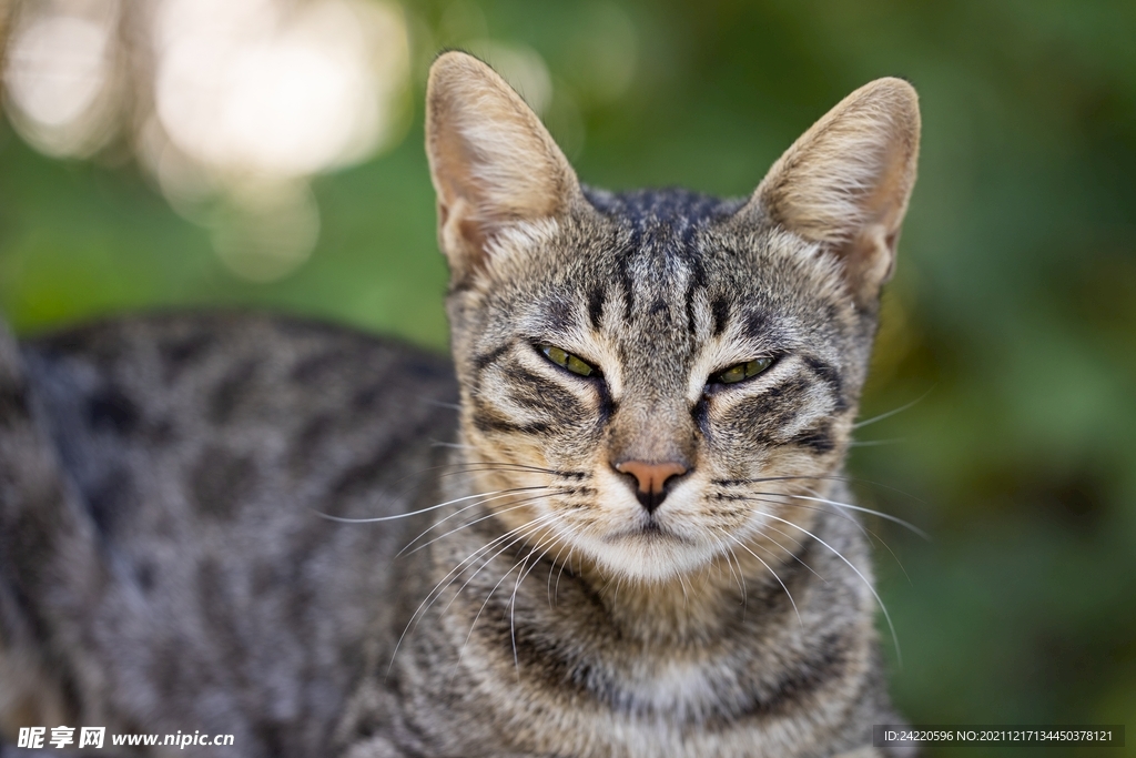 猫