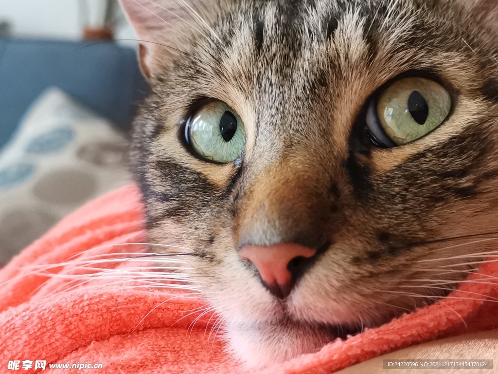 猫