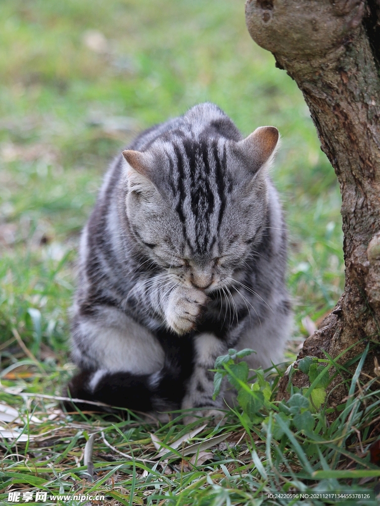 猫