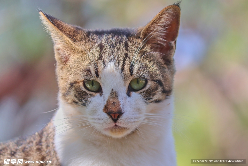 猫