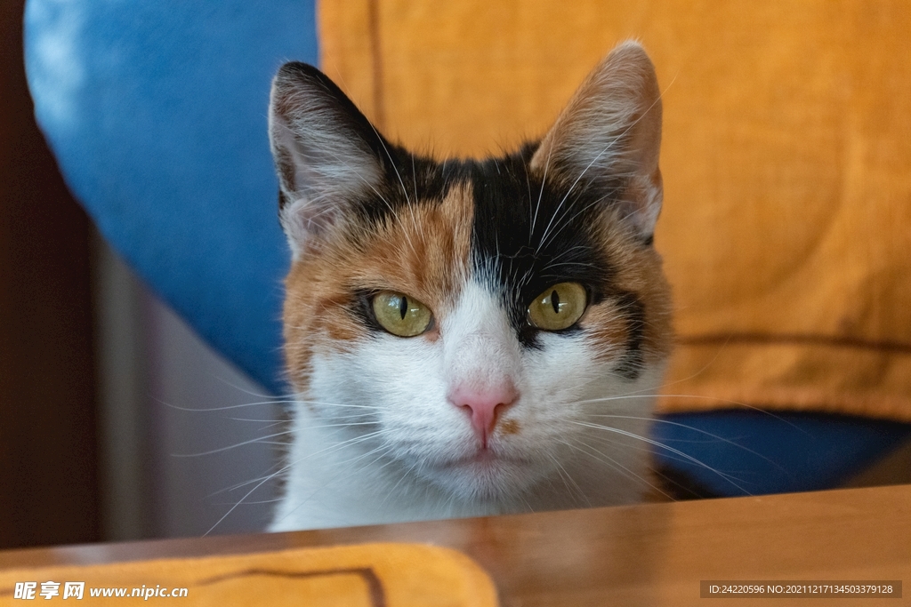 猫