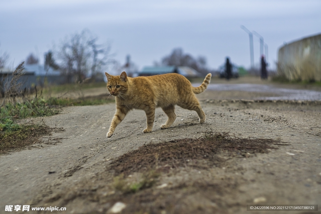 猫