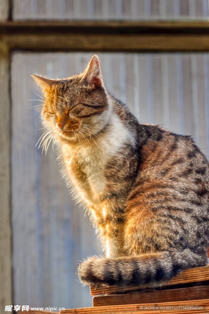 猫