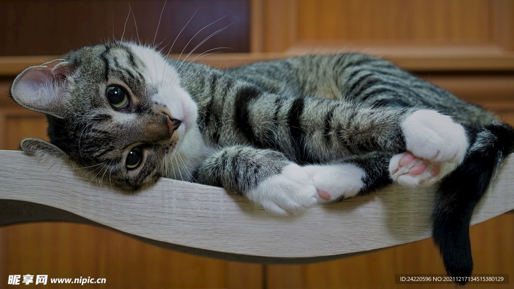 猫
