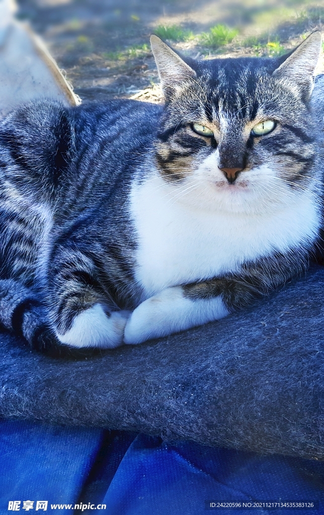 猫