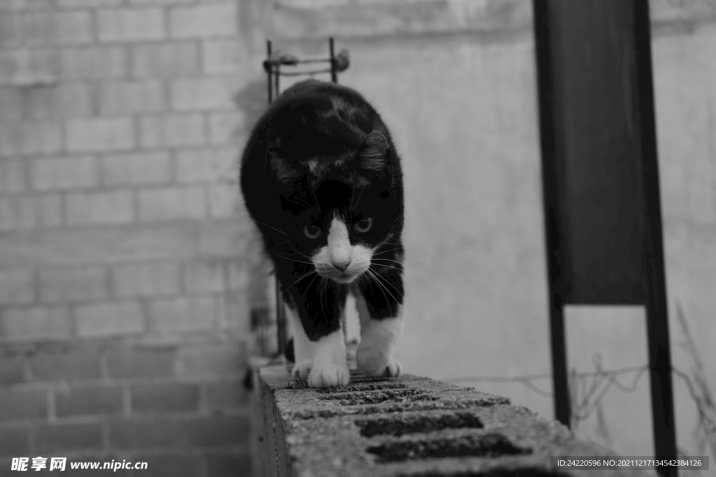 猫