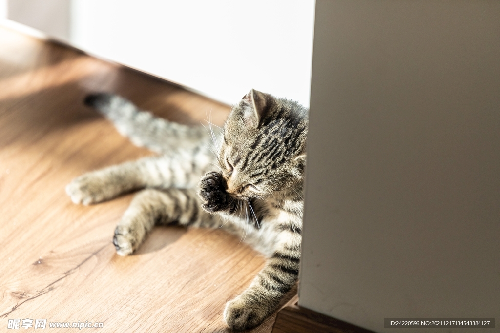猫
