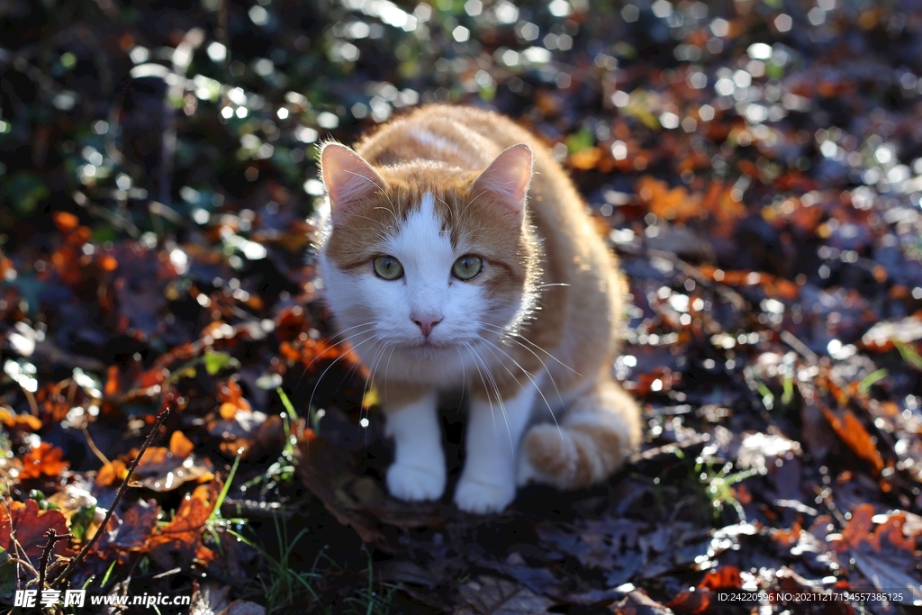 猫