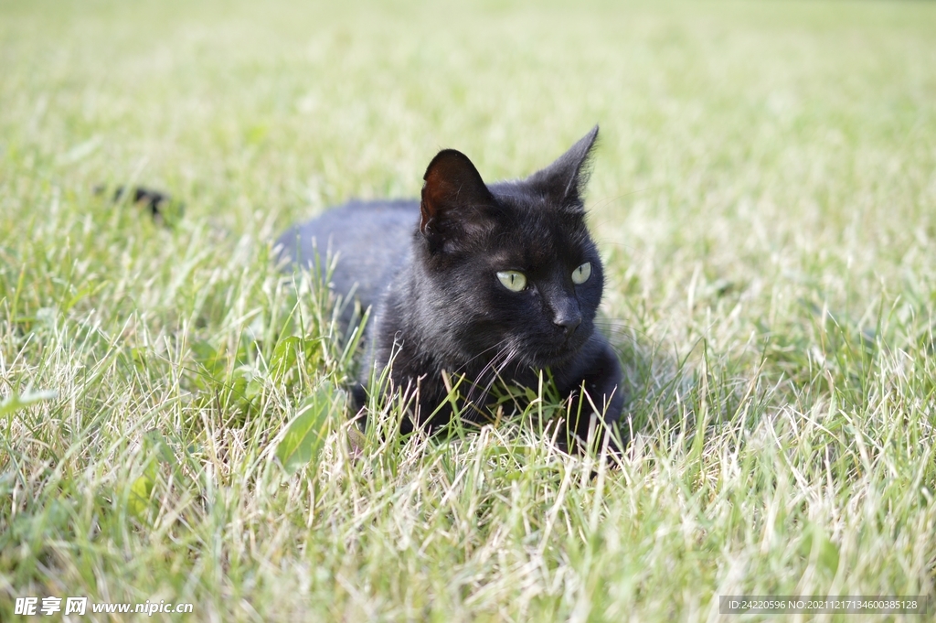 猫