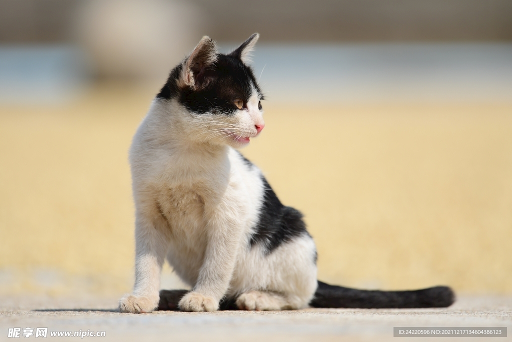 猫