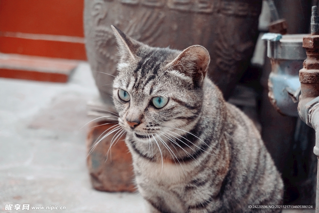 猫