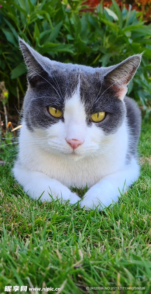 猫