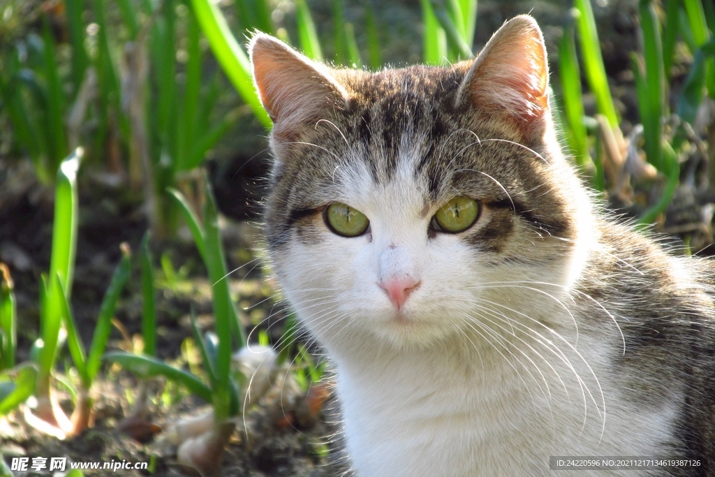猫