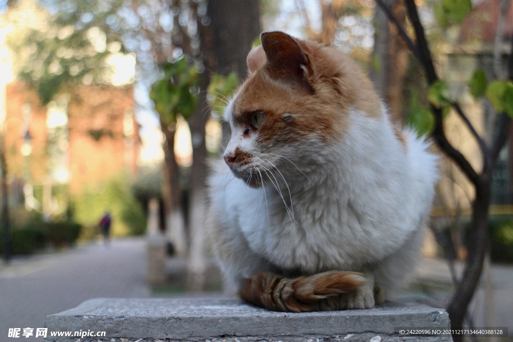 猫
