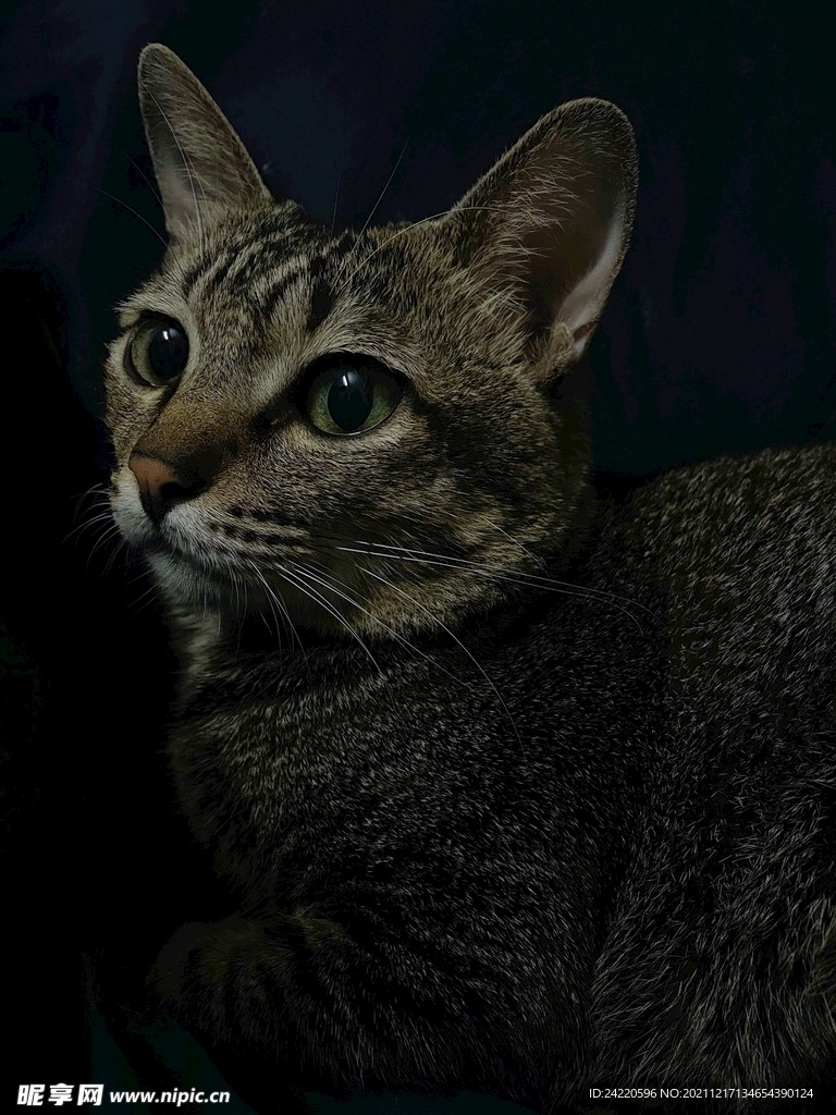 猫