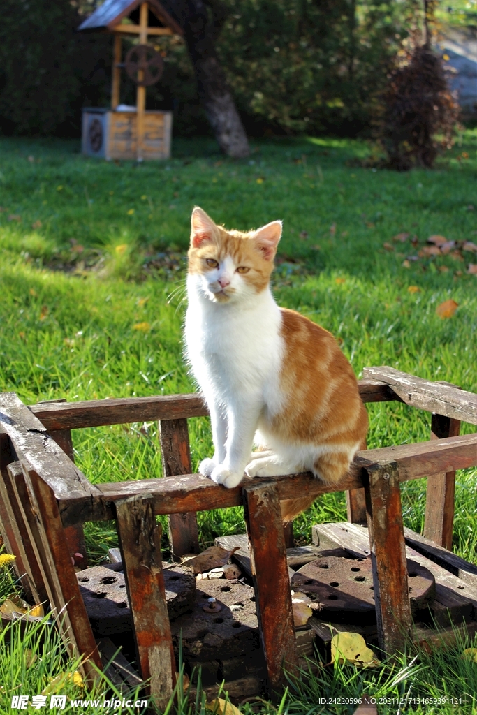 猫