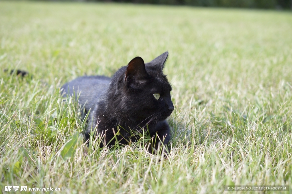 猫
