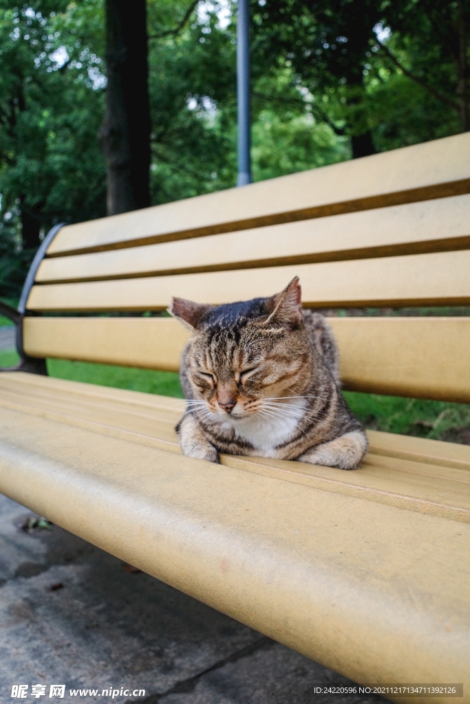 猫