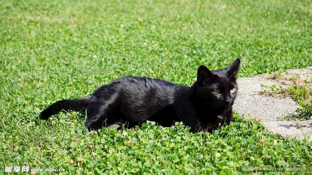 猫
