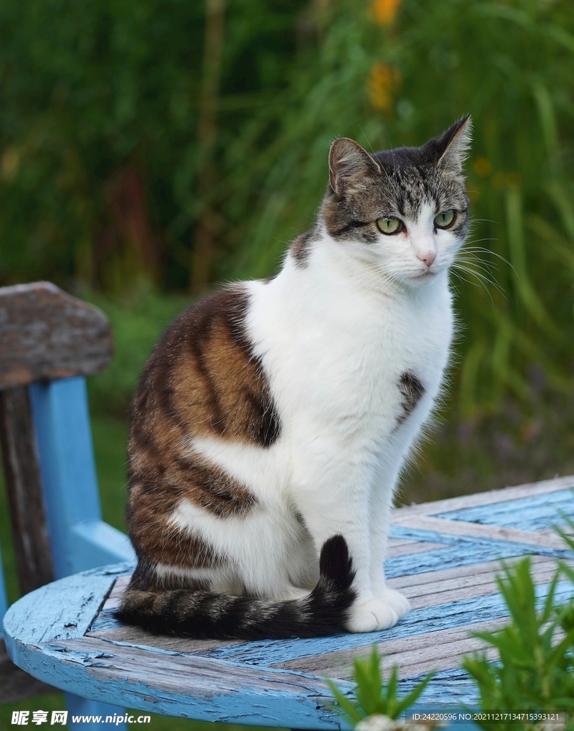 猫