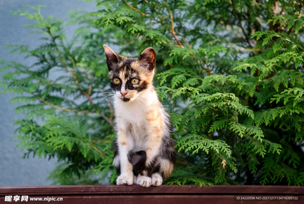 猫