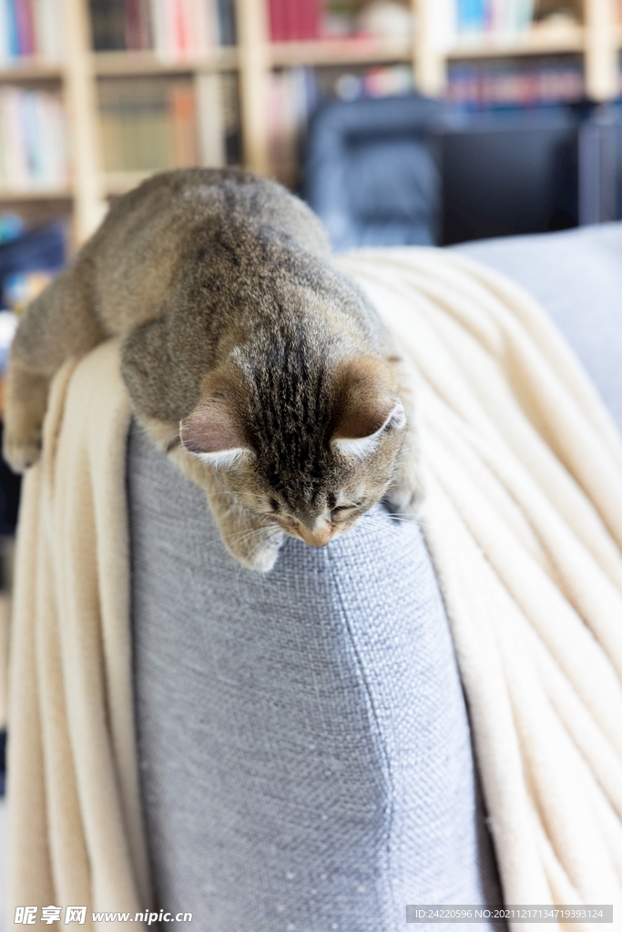 猫