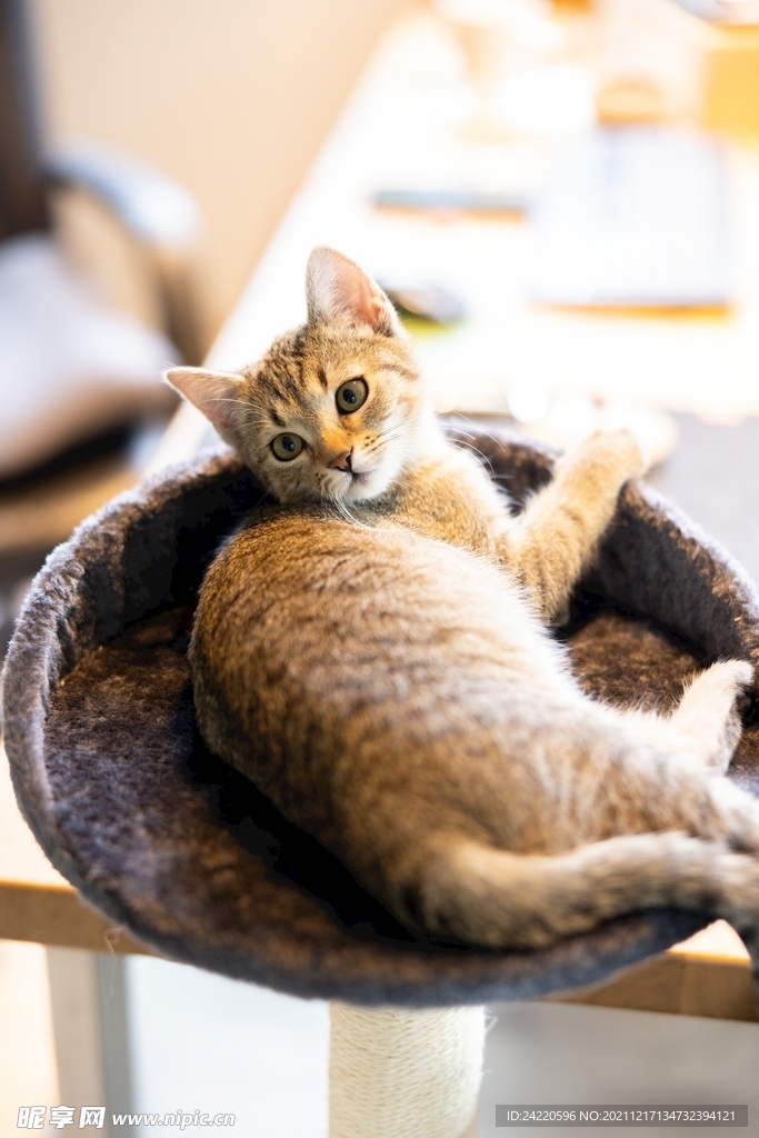 猫
