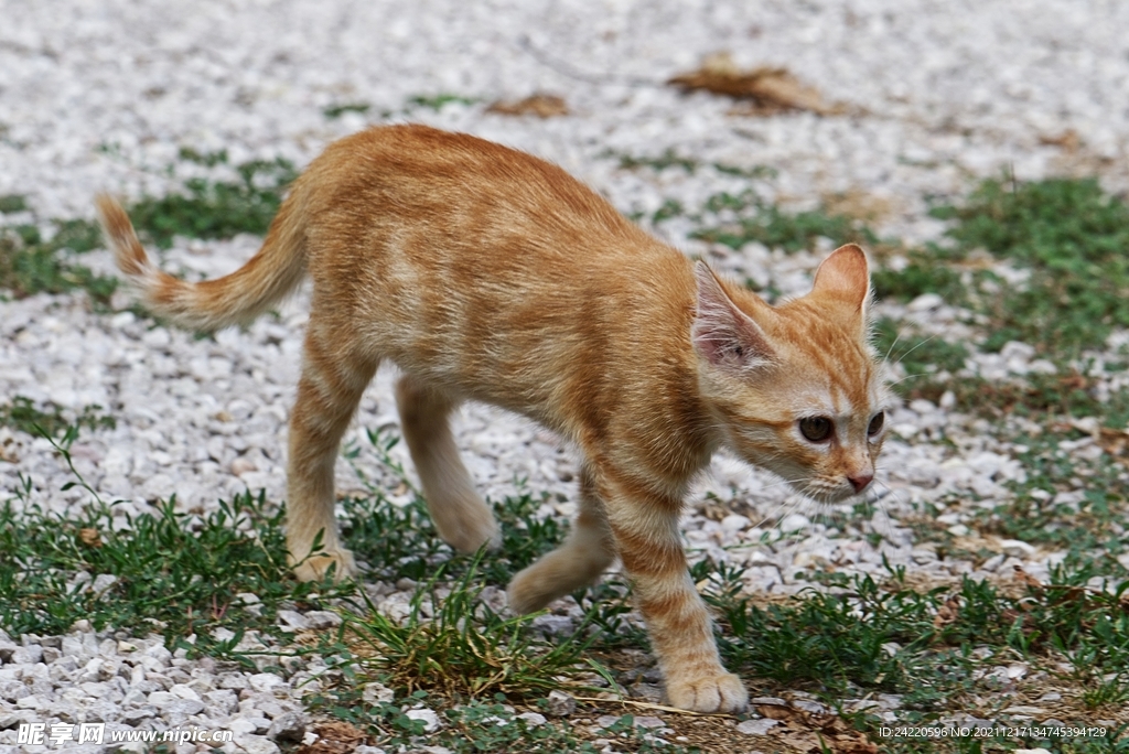 猫